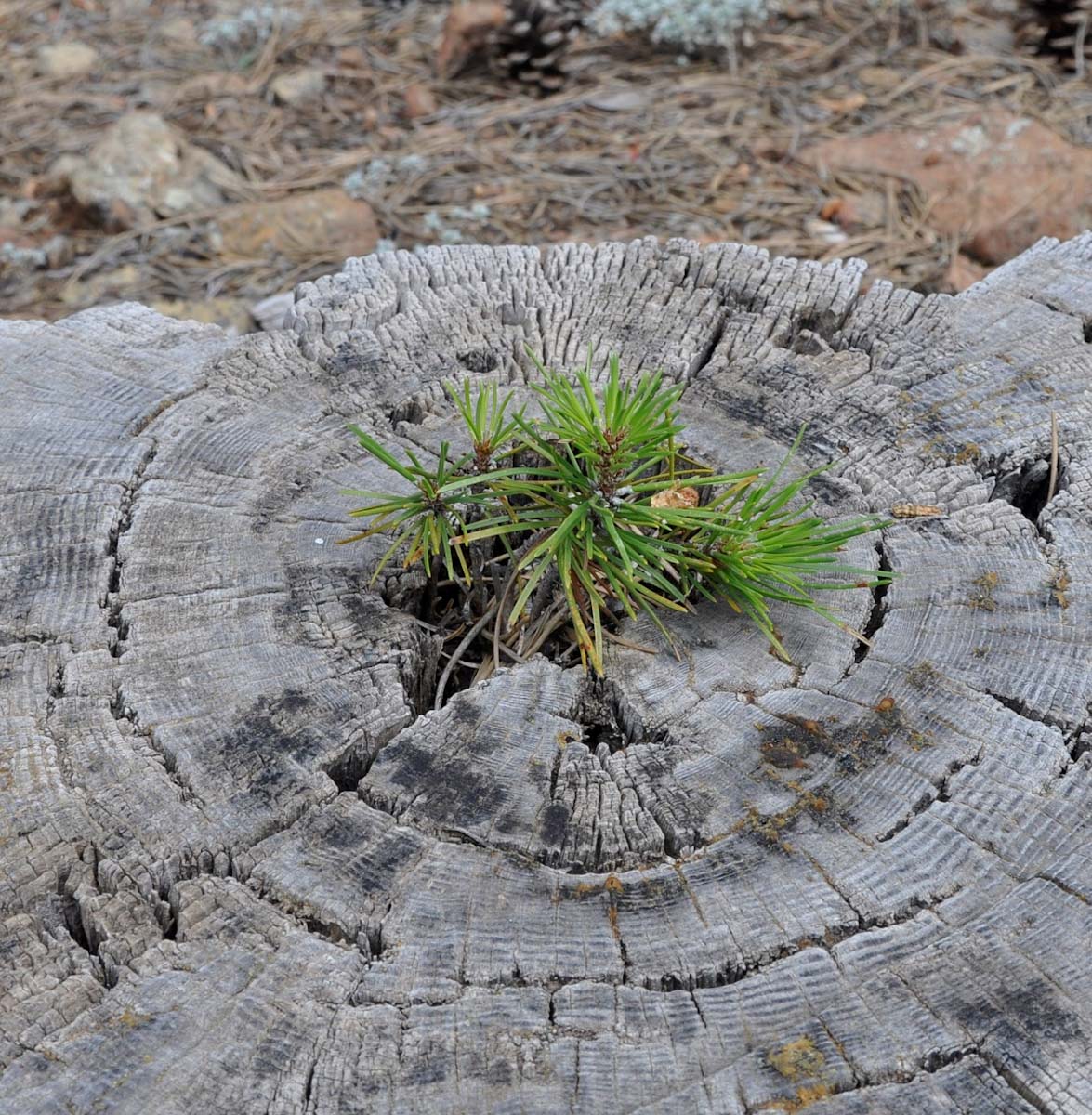 Изображение особи Pinus nigra.