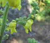 Verbascum pyramidatum. Часть соцветия. Дагестан, г/о Махачкала, гора Тарки-Тау, опушка леса, у скального выхода. 31.05.2019.
