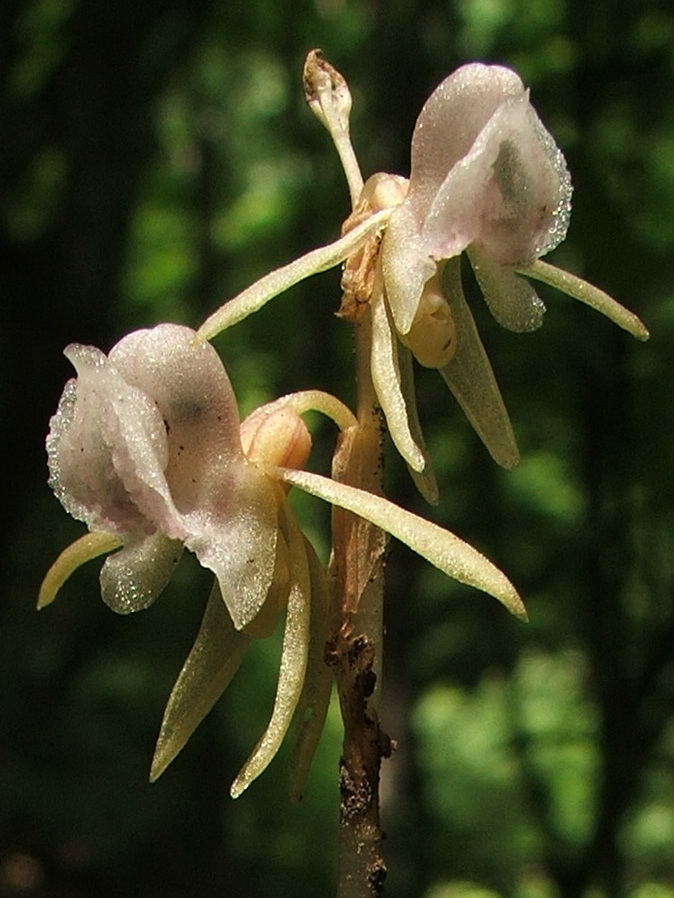Изображение особи Epipogium aphyllum.