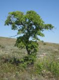 Ulmus minor