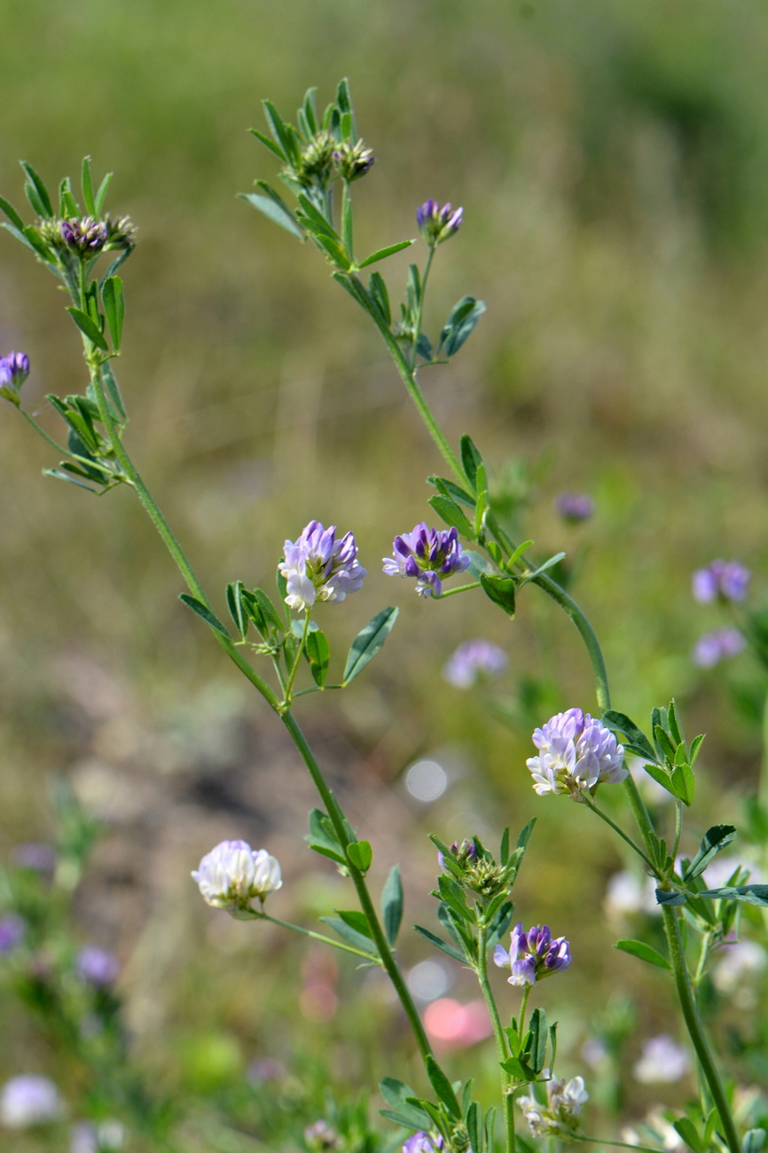 Изображение особи Medicago &times; varia.