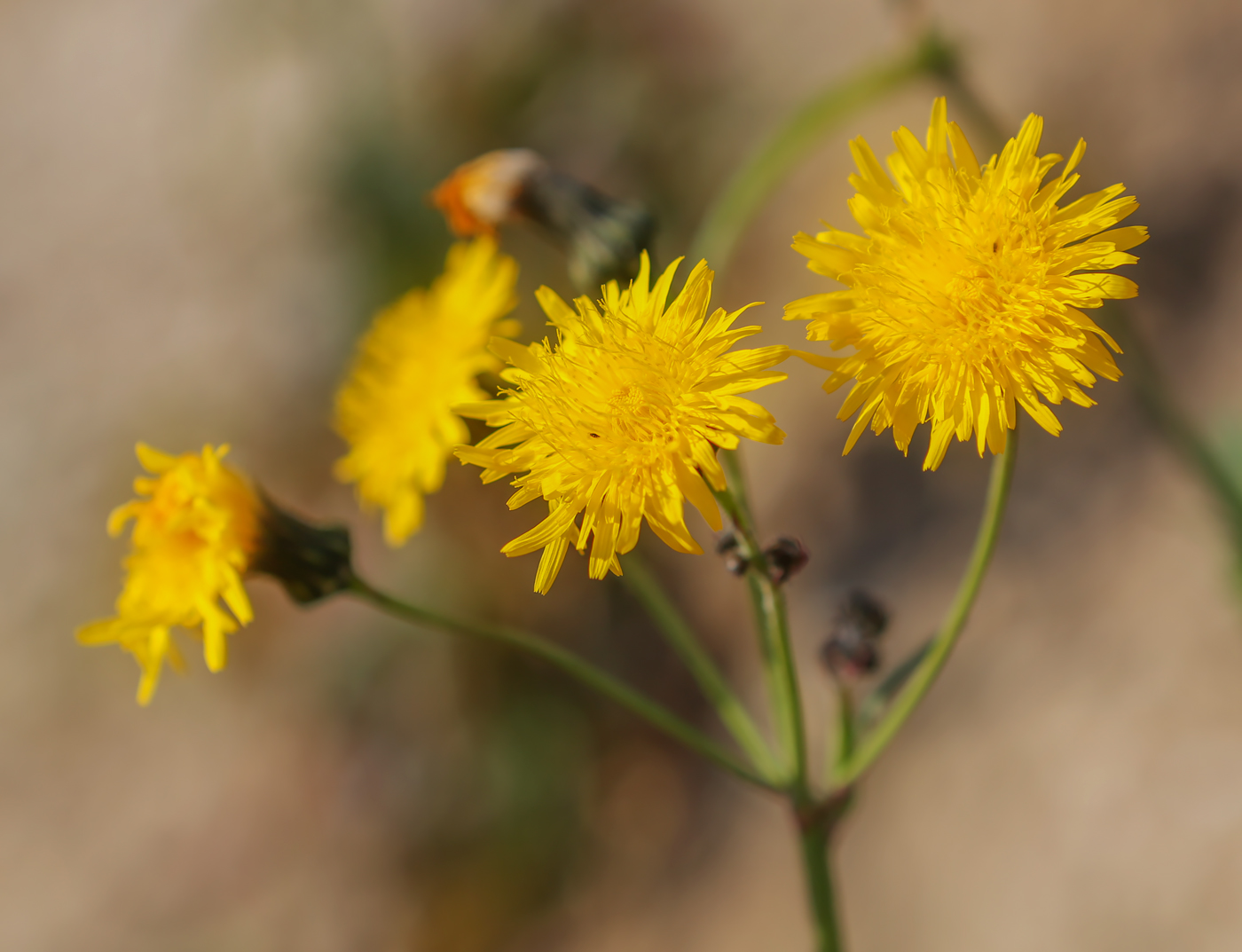 Image of Sonchus arvensis ssp. uliginosus specimen.