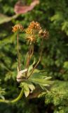 Anemonastrum biarmiense. Верхняя часть плодоносящего побега. Челябинская обл., Саткинский р-н, национальный парк \"Зюраткуль\", гора Большой Нургуш, ~1300 м н.у.м., в горной тундре. 11.08.2019.