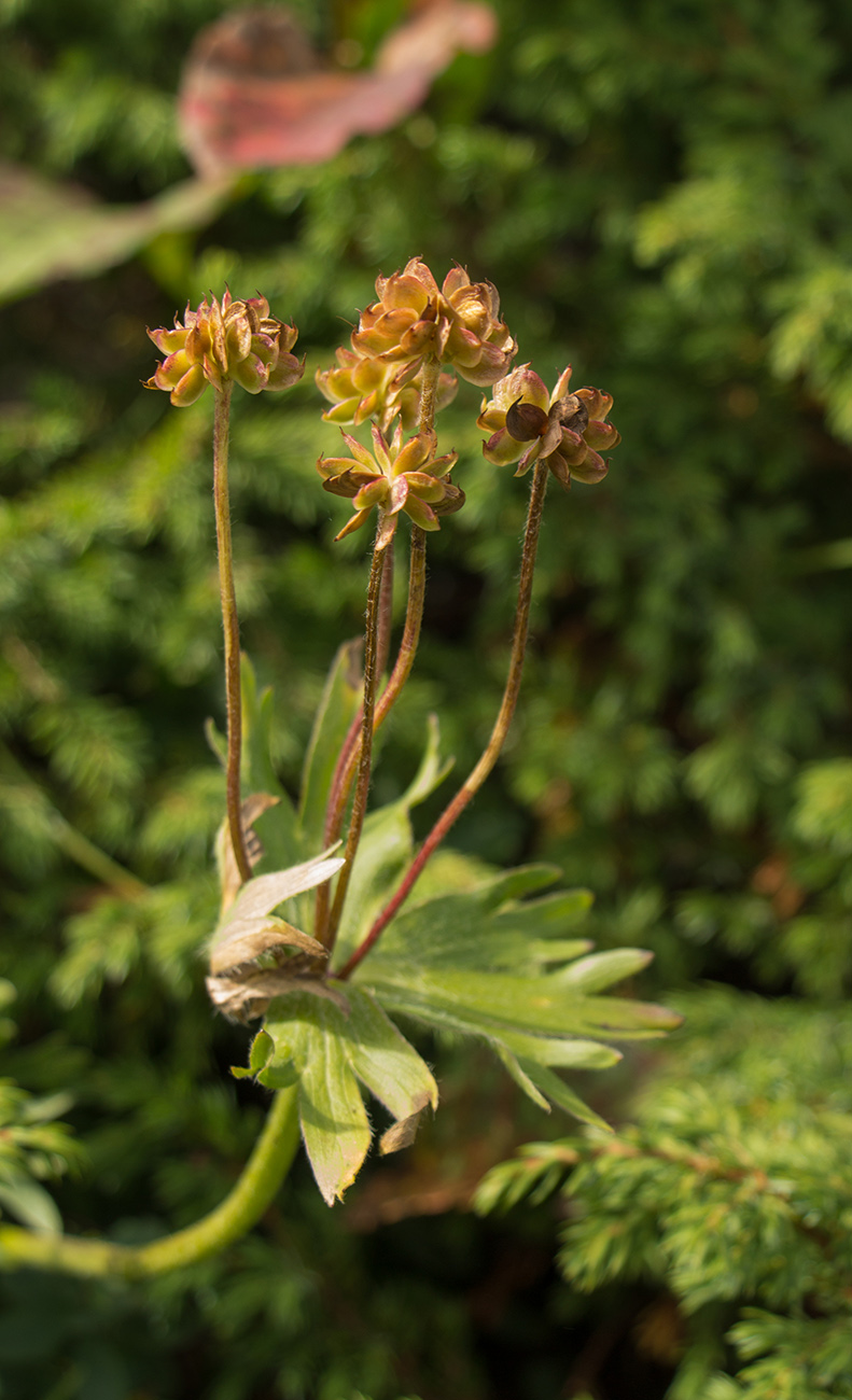 Image of Anemonastrum biarmiense specimen.