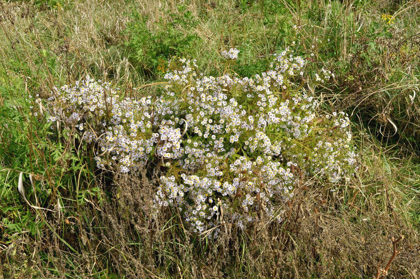 Изображение особи Symphyotrichum &times; versicolor.