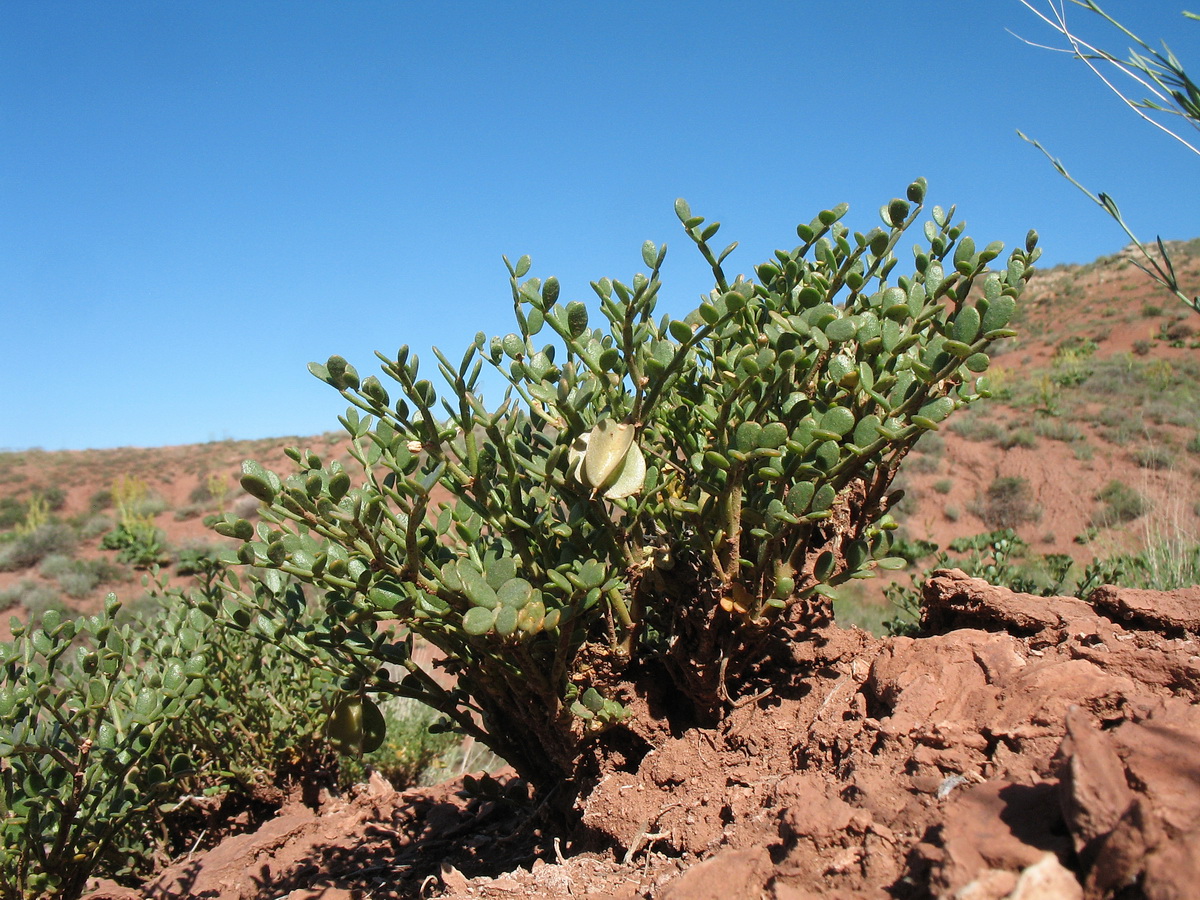 Image of Zygophyllum karatavicum specimen.