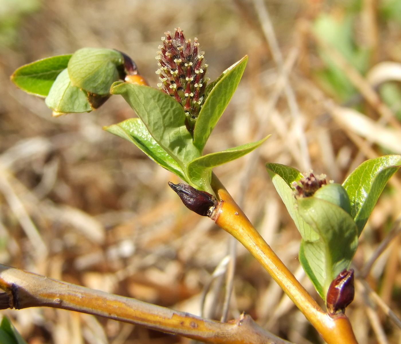 Image of Salix fuscescens specimen.