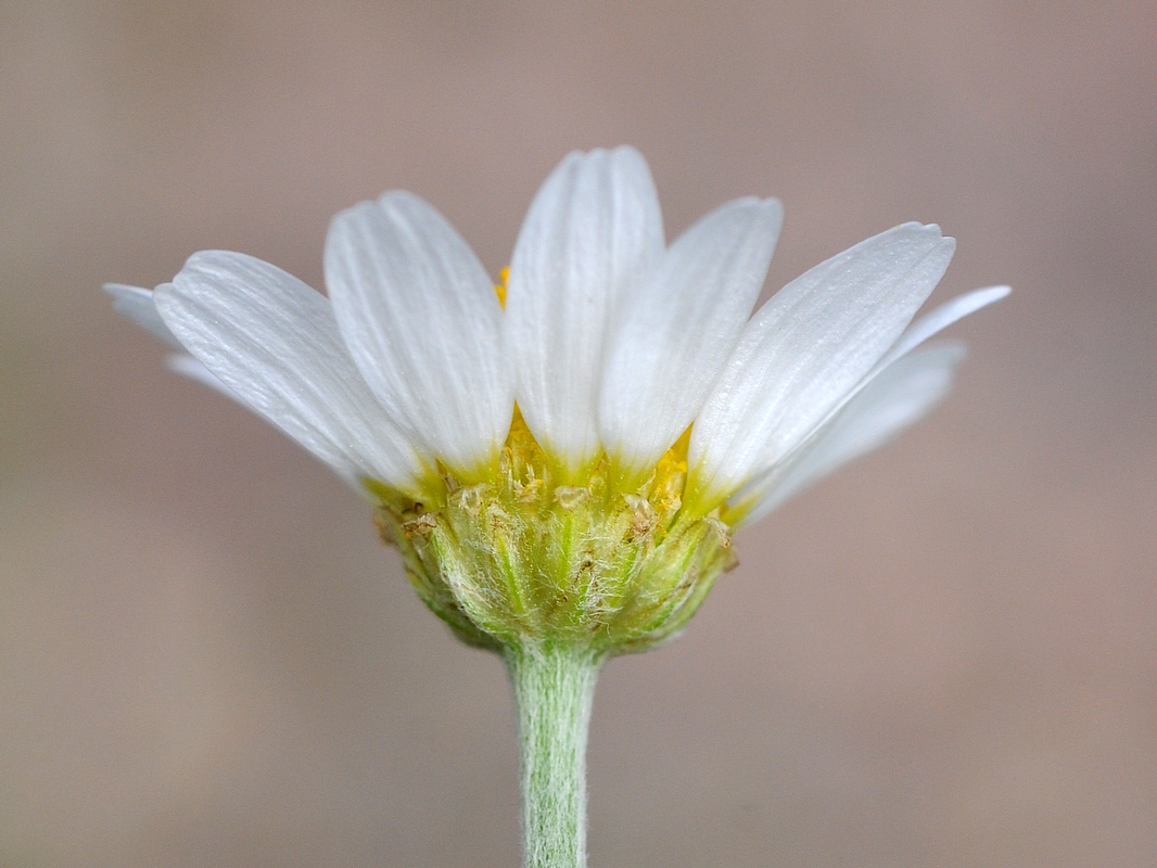 Изображение особи Anthemis ruthenica.