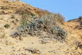 Otanthus maritimus