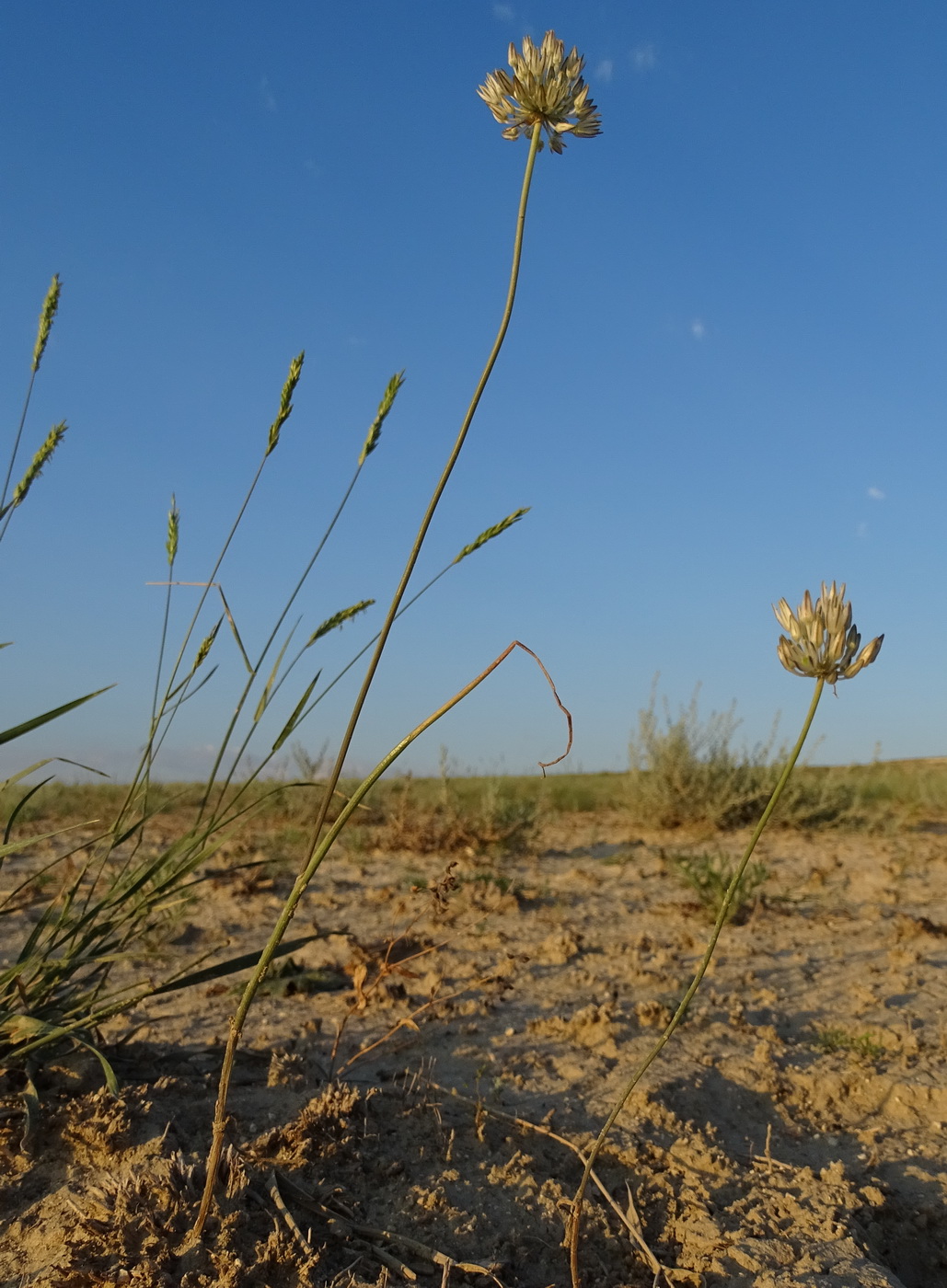 Image of genus Allium specimen.