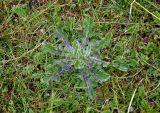 Cirsium esculentum. Вегетирующие растение в сообществе с Potentilla anserina и Glaux maritima. Алтай, Кош-Агачский р-н, окр. с. Кош-Агач, ≈ 1700 м н.у.м., пойменная терраса р. Юстыд. 14.06.2019.
