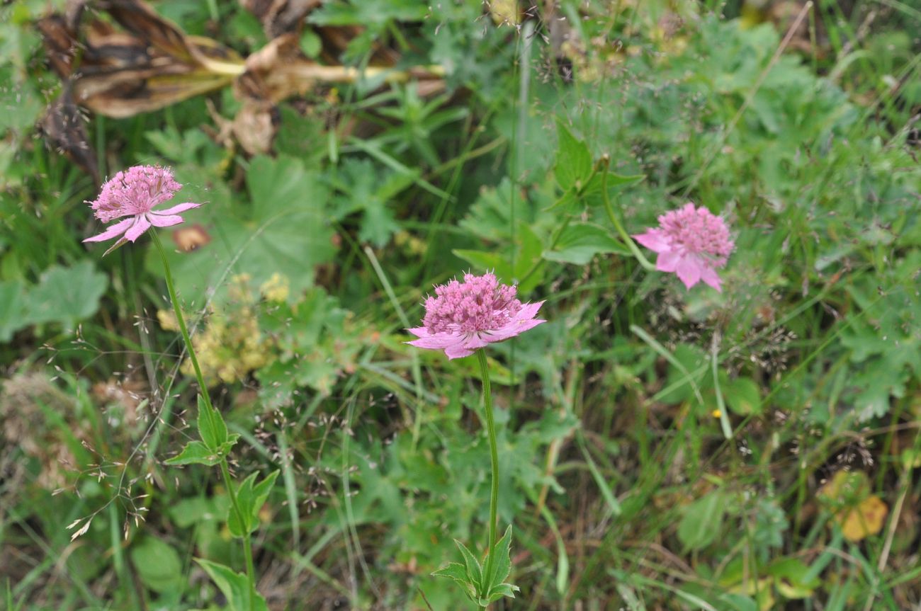 Image of Astrantia maxima specimen.