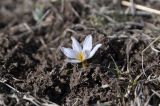 familia Melanthiaceae. Цветущее растение. Турция, ил Карс, берег оз. Айгыр, ≈ 2300 м н.у.м. 25 апреля 2019 г.