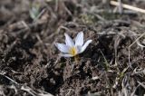 семейство Melanthiaceae