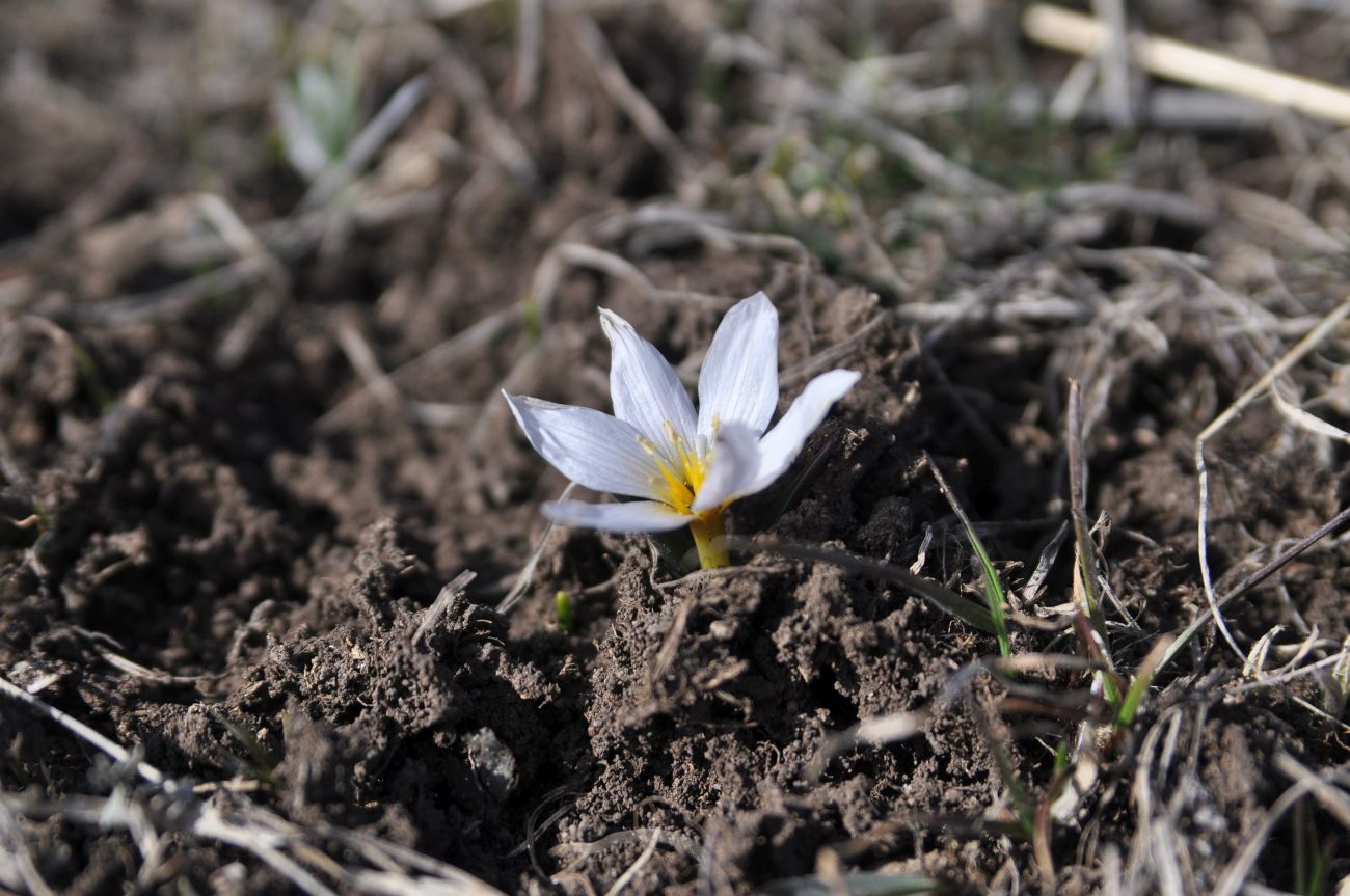 Изображение особи семейство Melanthiaceae.