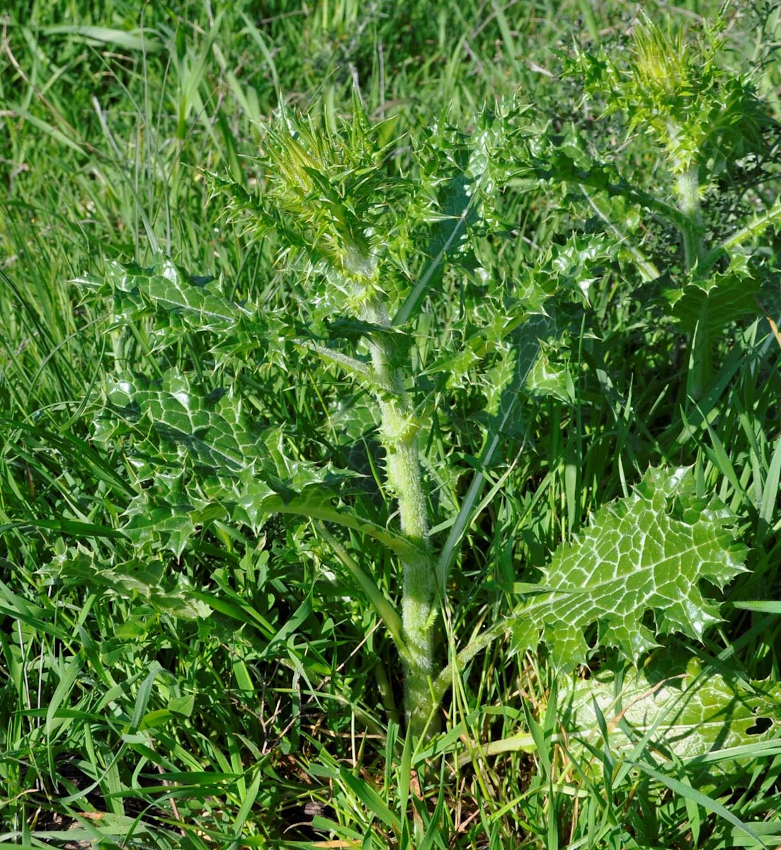 Image of Silybum marianum specimen.