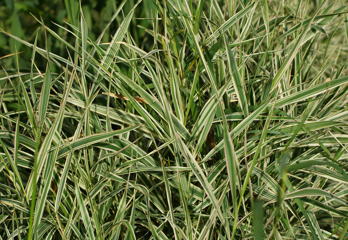 Image of Phalaroides japonica specimen.