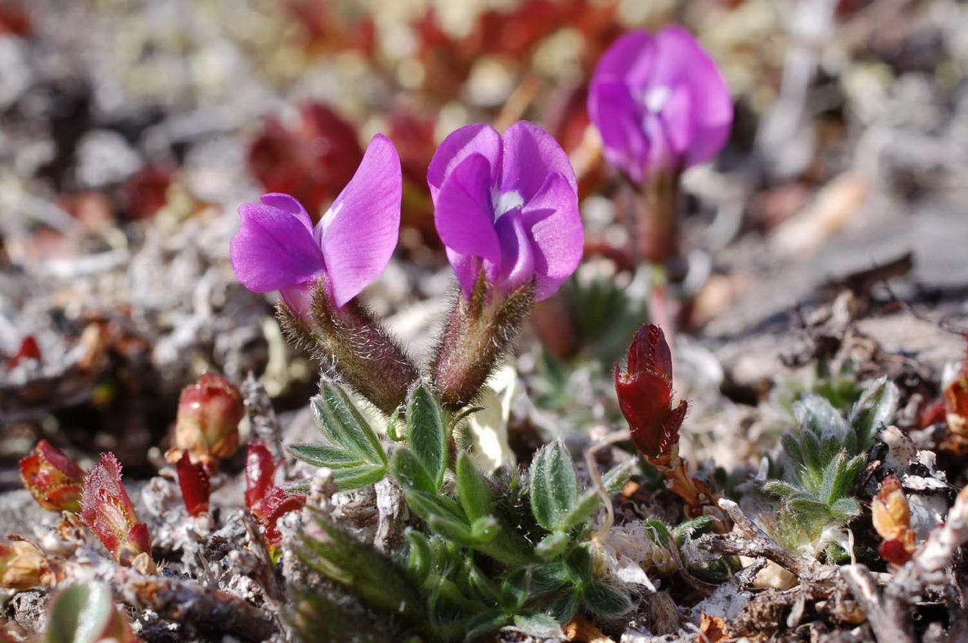 Изображение особи Oxytropis czukotica.