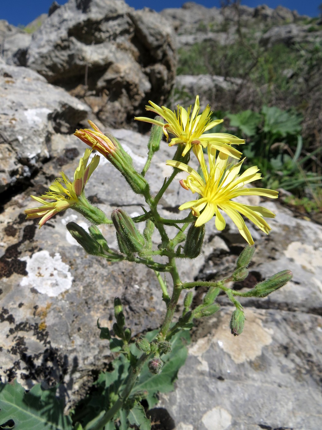 Изображение особи Steptorhamphus crassicaulis.