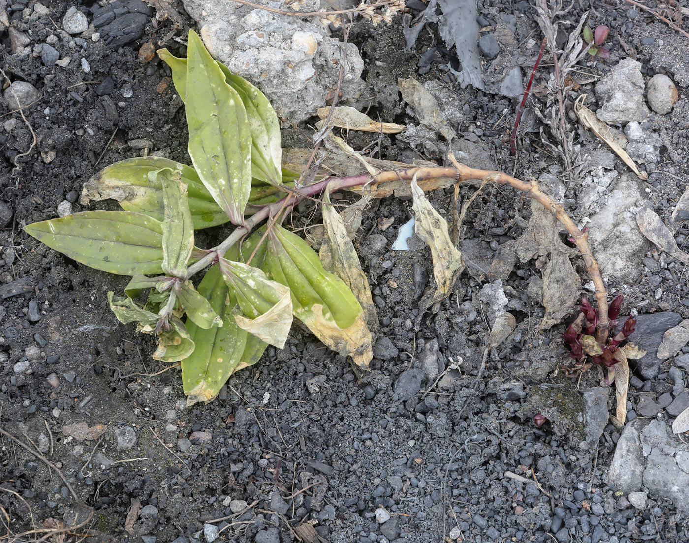 Изображение особи Saponaria officinalis.