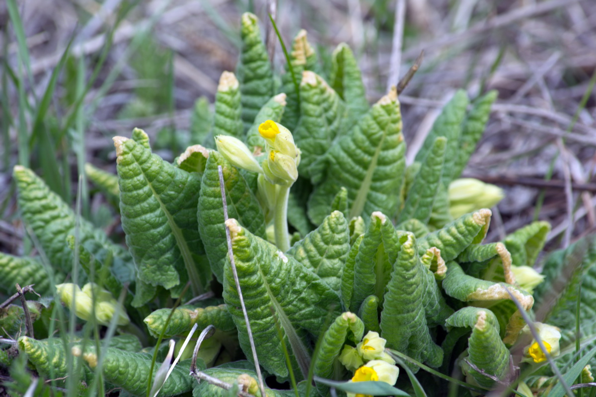 Изображение особи Primula macrocalyx.