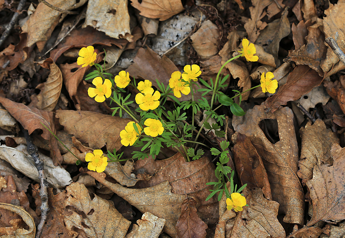 Изображение особи Ranunculus franchetii.