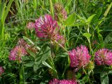 Trifolium medium