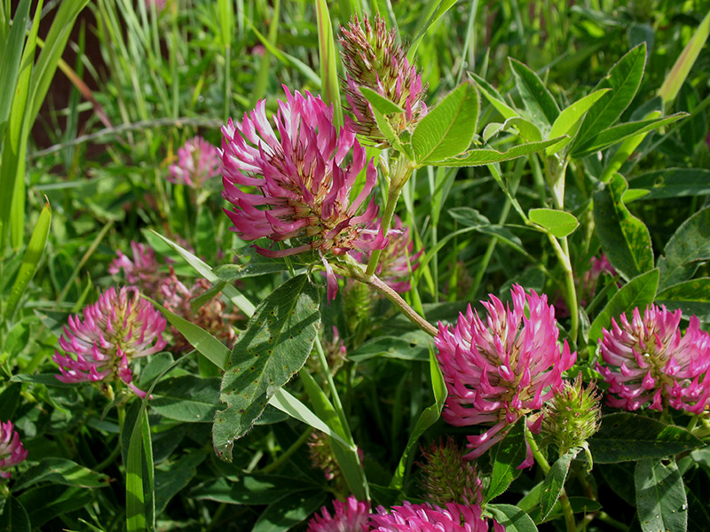 Изображение особи Trifolium medium.