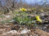 genus Tragopogon. Цветущее растение. Краснодарский край, м/о г. Новороссийск, гора Рябкова, ≈ 500 м н.у.м., скальное обнажение, на моховой подушке. 19.04.2020.