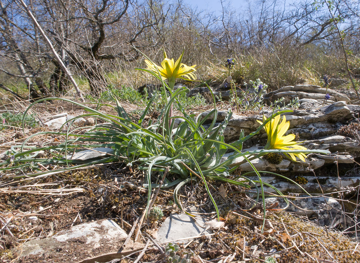 Изображение особи род Tragopogon.