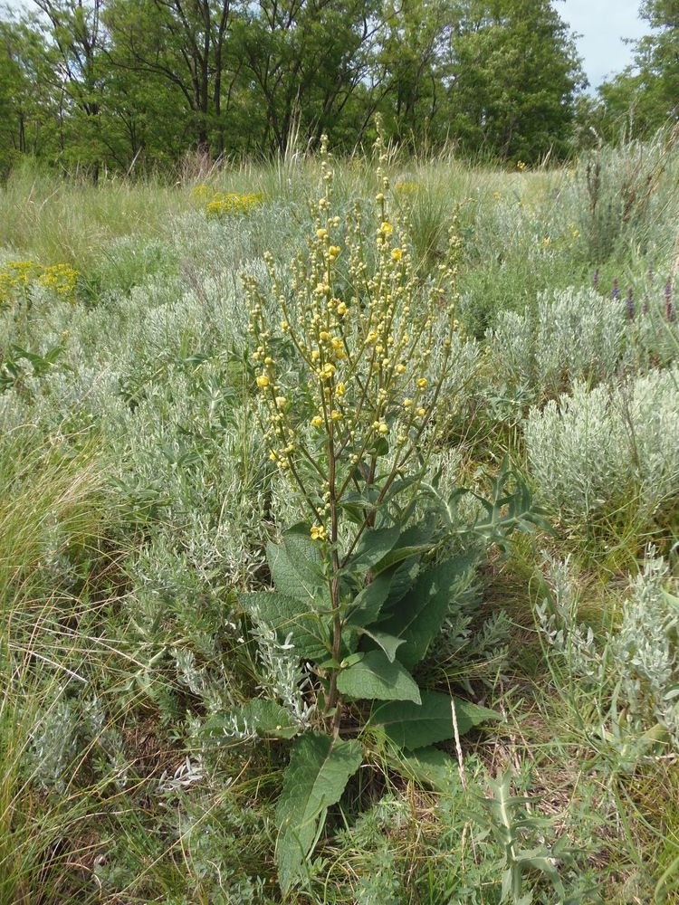 Изображение особи Verbascum marschallianum.