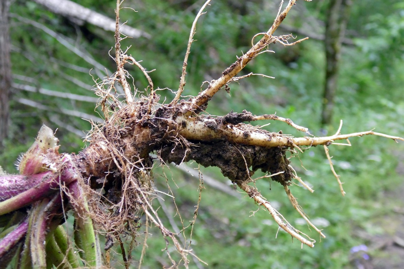 Image of Chaerophyllum temulum specimen.