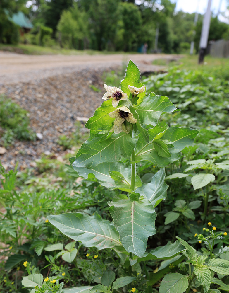 Изображение особи Hyoscyamus niger.