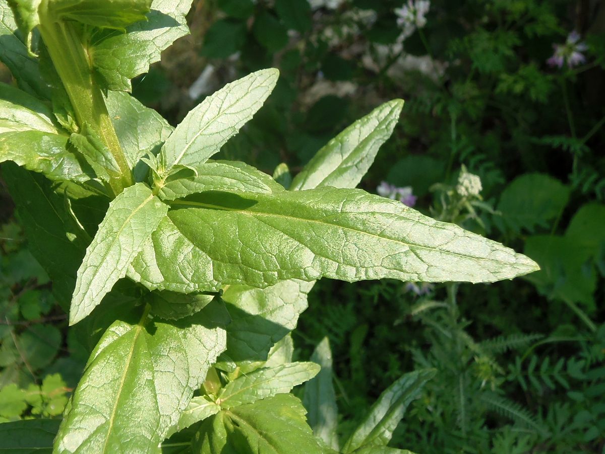 Image of Verbascum blattaria specimen.