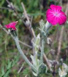 Lychnis coronaria