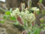 Silene pygmaea