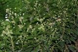 Hedera pastuchovii