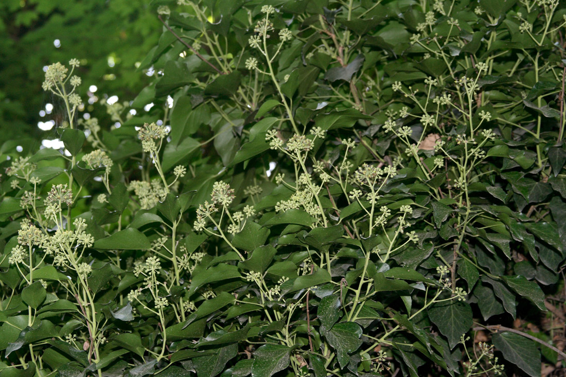 Изображение особи Hedera pastuchovii.