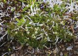 Minuartia arctica