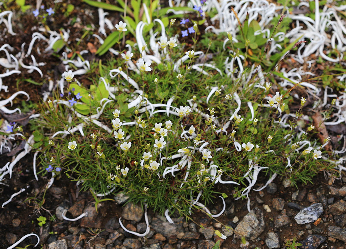 Image of Minuartia arctica specimen.