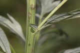 Artemisia vulgaris