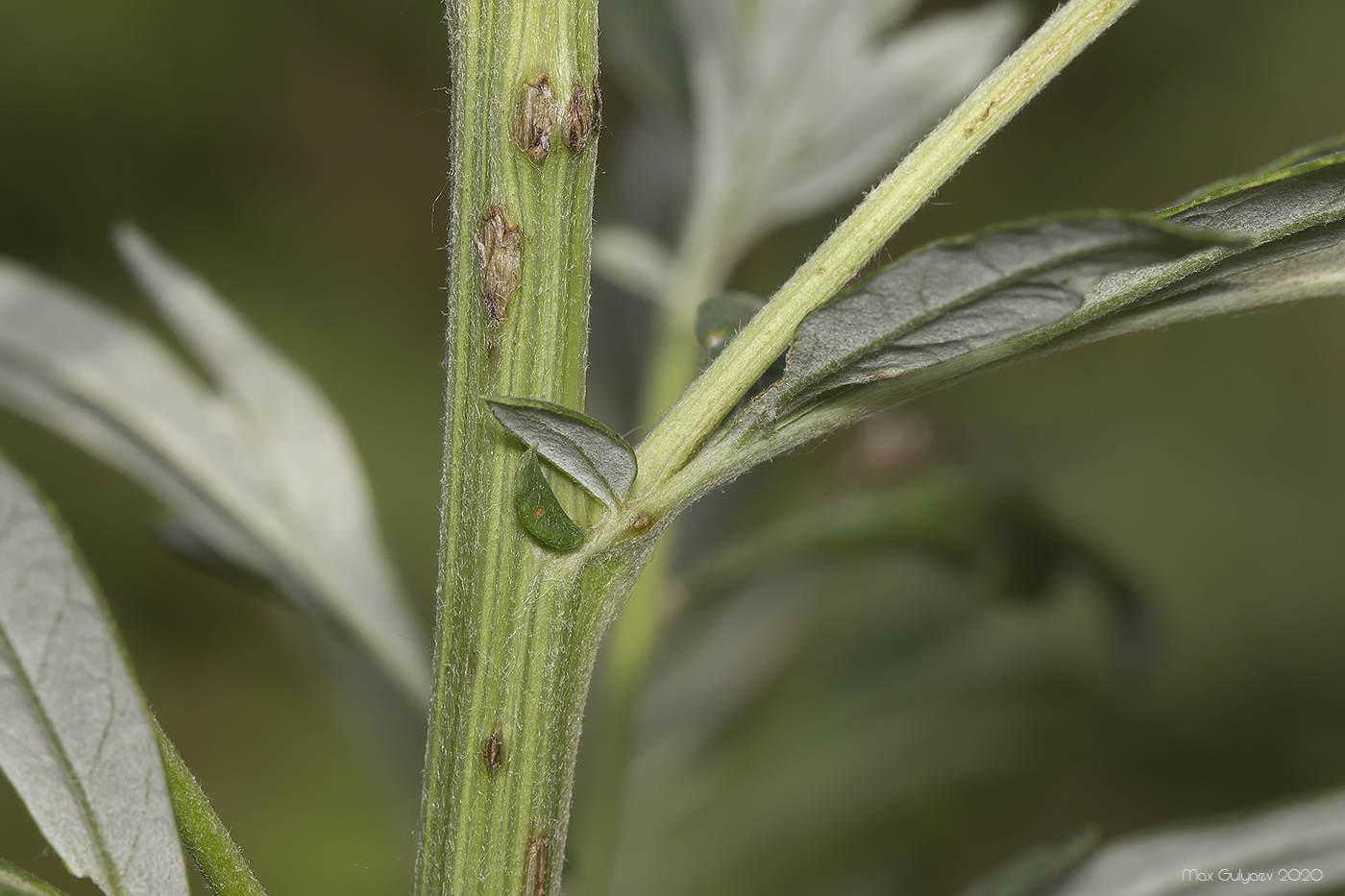 Изображение особи Artemisia vulgaris.