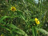 Bidens cernua var. radiata