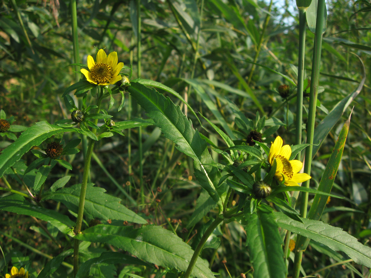 Image of Bidens cernua var. radiata specimen.