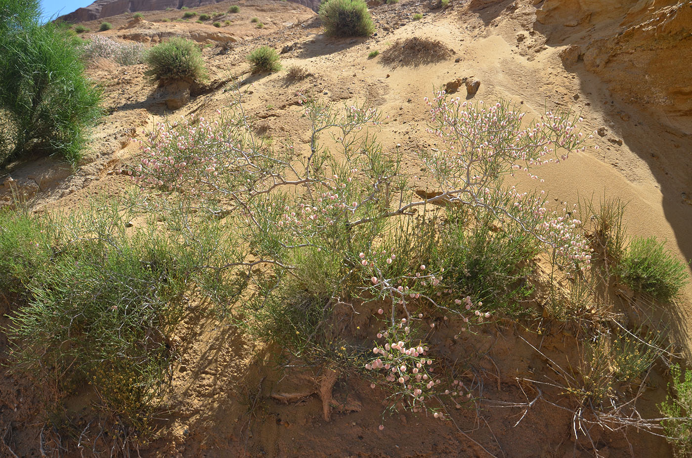 Image of Calligonum junceum specimen.