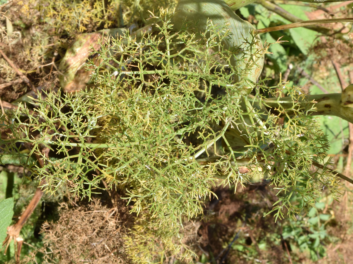 Image of genus Ferula specimen.