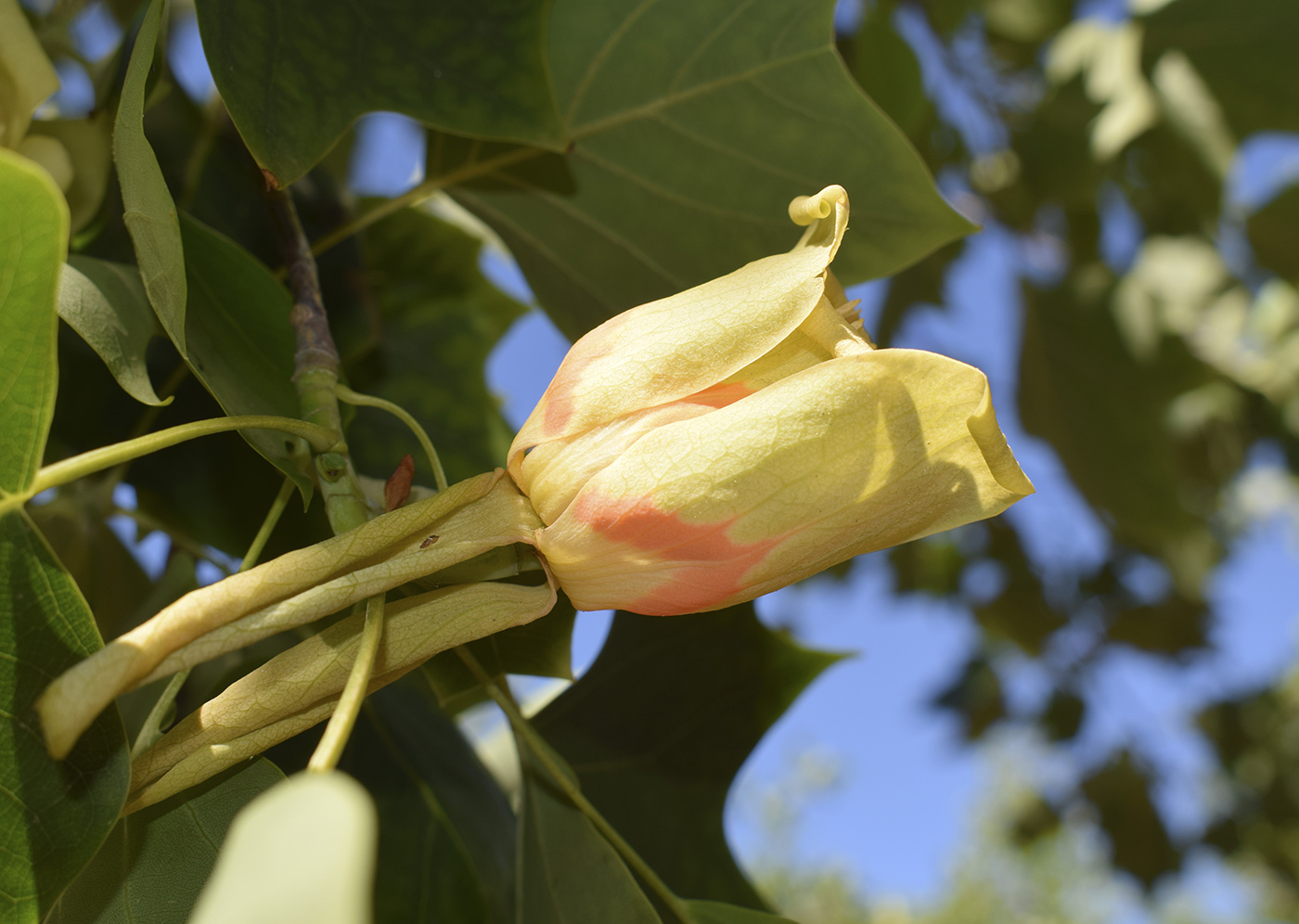 Image of Liriodendron tulipifera specimen.