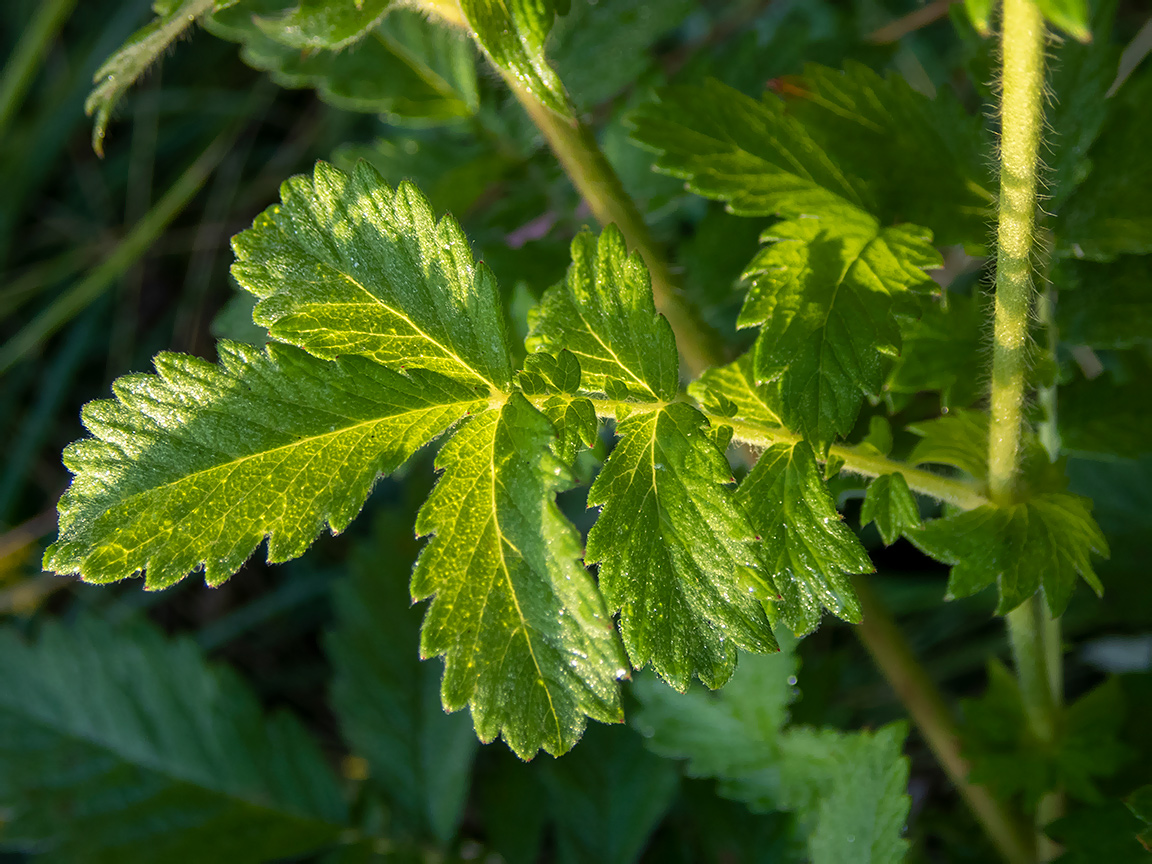 Изображение особи Agrimonia eupatoria.