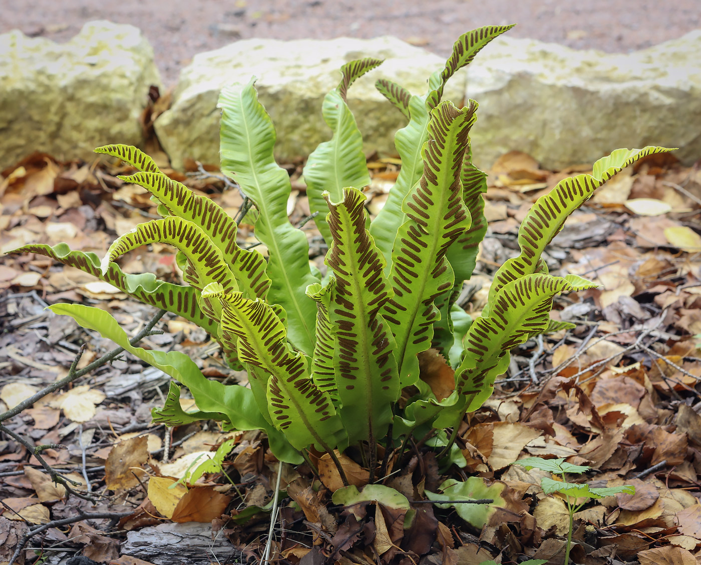 Изображение особи Phyllitis scolopendrium.