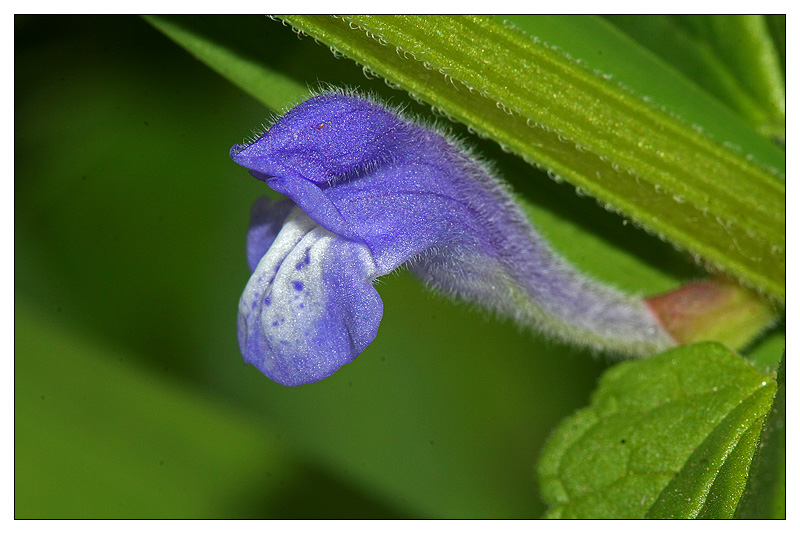 Изображение особи Scutellaria galericulata.